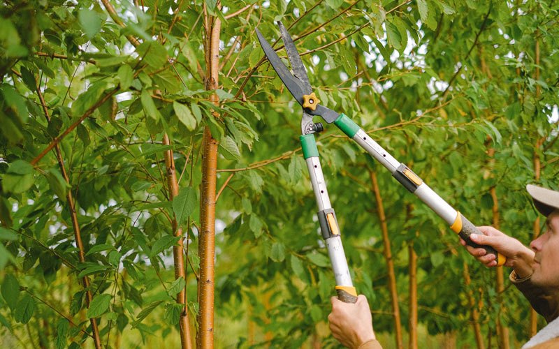 Tree trimming in Garfield, WA